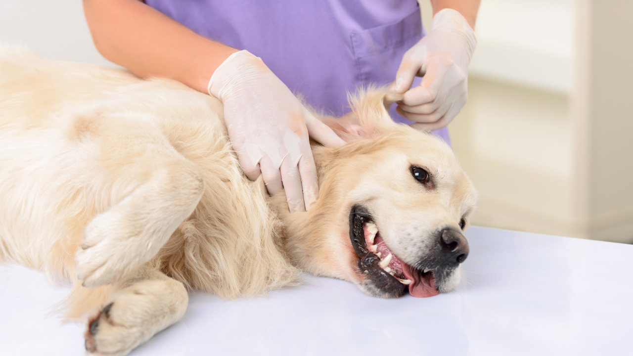 PharmAust's phase II dog trial welcomes Animal Referral Hospital | The  Market Herald