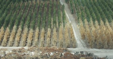 ASX:KIL Plantation timber